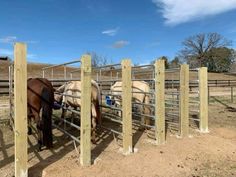 two horses are standing in their pen together