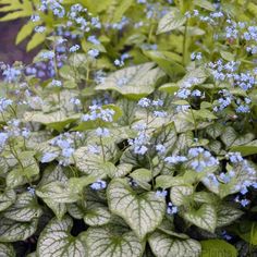 blue flowers and green leaves in a garden