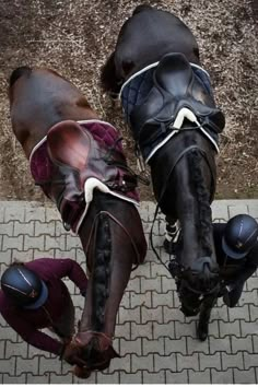 two horses with helmets on their heads standing next to each other