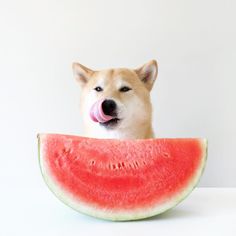 a dog sticking its tongue out while sitting in a watermelon slice