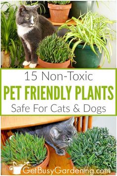 a cat sitting on top of a wooden table next to potted plants with text overlay that reads 15 non - toxic pet friendly plants safe for cats and dogs