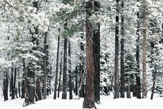 snow covered trees in the middle of a forest filled with lots of tall pine trees