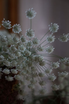 Seed and Soil homegrown Queen Anne's Lace pressed to make our unique handmade jewelry The Phases Of The Moon, Brass Frames, Queen Anne's Lace, Phases Of The Moon, Queen Annes Lace, Botanical Jewelry, Present Moment, Half Circle, Unique Handmade Jewelry