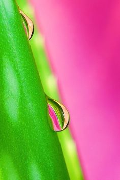 two drops of water sitting on the side of a green plant with pink and purple background