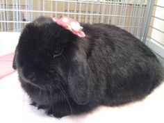 a small black rabbit with a pink bow on its head sitting in front of a cage