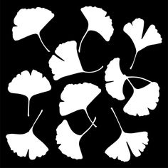 ginkoket leaves on a black background, with white outline in the center