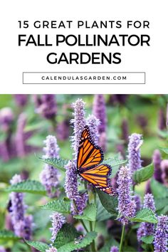 a butterfly sitting on purple flowers with text overlay that reads, 15 great plants for fall pollillator gardens