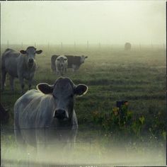 a herd of cattle standing on top of a grass covered field next to a fence