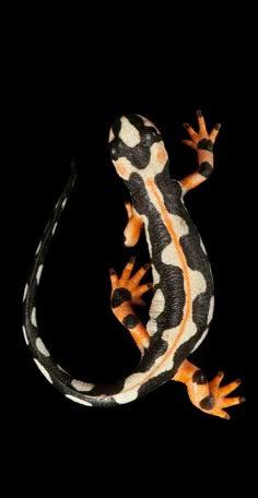 an orange and black gecko on a black background