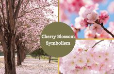 cherry blossom symbolizing the symbolic meaning of symbolism and what it means