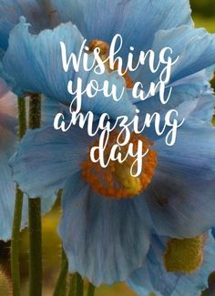 blue flowers with the words wishing you and amazing day