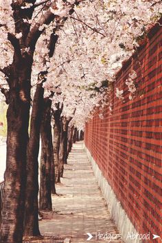 cherry blossom trees line the side of a brick wall