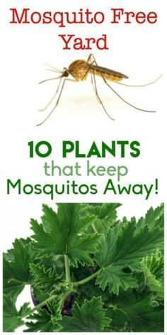 mosquito on top of green leaves with text that reads mosquito free yard 10 plants that keep mosquito