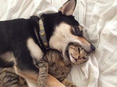 a dog and cat laying on top of each other