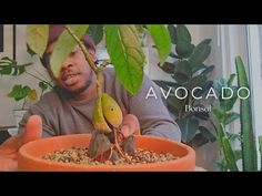 a man holding a potted plant in front of his face with the words avocado on it