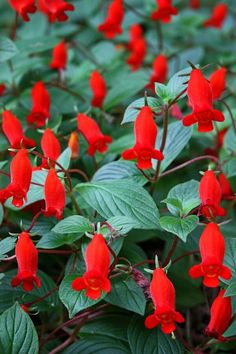 red flowers with green leaves in the foreground and on the far side, there is no image here to provide a caption for