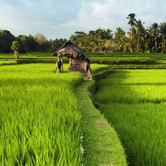 two people standing in the middle of a green rice field next to a small hut