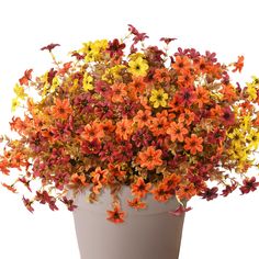 a potted plant with orange and yellow flowers on the top, in front of a white background