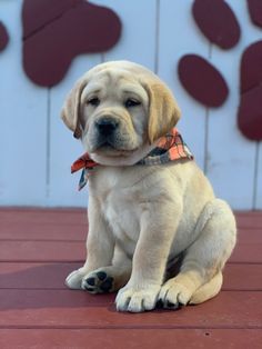 a white puppy sitting on top of a wooden floor next to a red and white wall