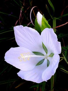 White Hibiscus http://flowersgifts.labellabaskets.com faragmoghaddassi@yahoo.com Hawaiian Landscaping, White Hibiscus, Moon Garden, Rose Of Sharon, Rare Flowers, Exotic Plants, All Flowers, Exotic Flowers