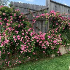 pink flowers growing on the side of a wooden fence