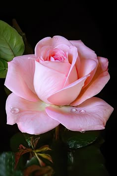 a pink rose sitting on top of a green leaf covered table next to a black background