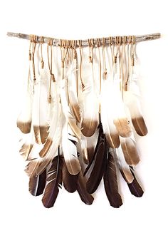 several feathers hanging on a white wall