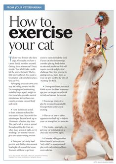 the article is about how to exercise your cat