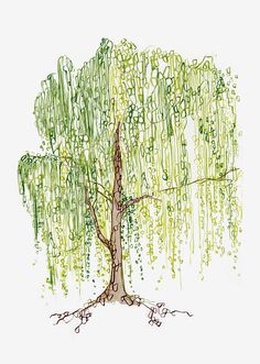 a drawing of a tree with lots of green leaves on it's trunk and branches