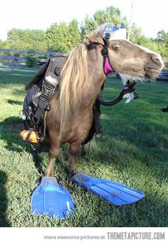 a horse standing on top of a lush green field next to blue surfboards in the grass