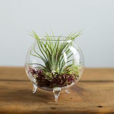 an air plant in a glass bowl on a wooden table