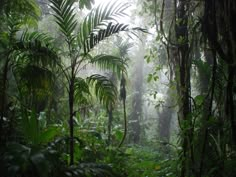 the jungle is full of green plants and trees with lots of fog in the air