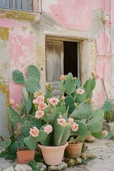 several potted plants in front of an old building with peeling paint on the walls