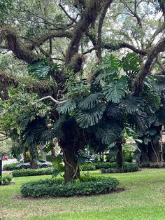 Southern Live Oak Tree Southern Live Oak Tree, Quercus Virginiana, Decorate With Lights, Oak Trees Landscaping, Southern Live Oak, Pachira Money Tree, Cold Hardy Palm Trees, Live Oak Tree, Garden Aesthetics