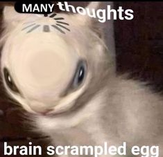 an image of a cat that is looking up at the camera with caption saying, many thought it's brain scrambled egg