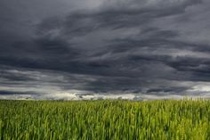 the sky is filled with dark clouds over a green wheat field in an open area