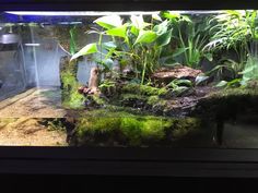 an aquarium filled with plants and rocks