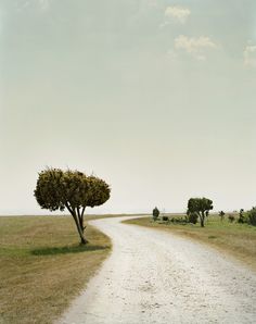 a dirt road with trees on both sides and grass in the middle, leading to an open field