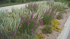 purple flowers are growing on the side of a road