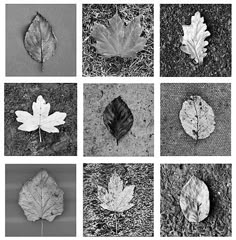 black and white photographs of leaves on the ground in different shapes, sizes and colors