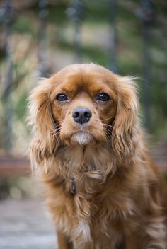 a small brown dog sitting on top of a wooden floor next to a forest filled with trees