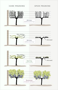 the different types of trees that can be seen in this graphic diagram, which shows how they