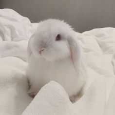 a small white rabbit sitting on top of a bed