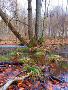 a stream running through a forest filled with lots of leaves