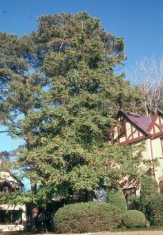 a large green tree sitting in front of a brown and white house on a sunny day