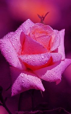 a pink rose with water droplets on it's petals in front of purple background