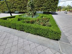 a large green hedge in the middle of a sidewalk