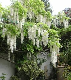 white wisters hanging from the branches of a tree in a garden area with potted plants