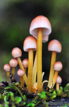 several small mushrooms growing on the ground