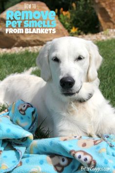 a white dog laying in the grass under a blanket with text overlay reading how to remove pet smells from blankets